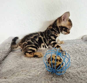 Supersüße reinrassige Bengal Kittens 