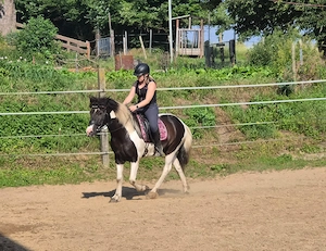 Isländerstute, 7 Jahre, 1,40 m   Platz vor Preis