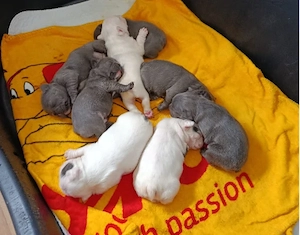 Französische Bulldoggen Welpen