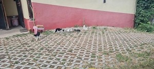 6 Kitten Katzenbabys abzugeben