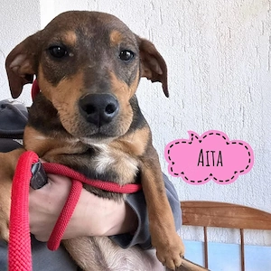 Aika, junge und kleine, liebe und hübsche Bracke Mix Hündin