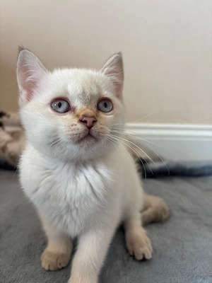    Liebevolles weißes BKH-Kitten sucht ein neues Zuhause