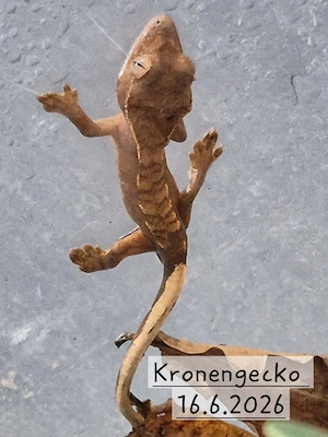 Kronengeckos( Correlophus ciliatus)0,0,4