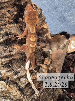 Kronengeckos( Correlophus ciliatus)0,0,1