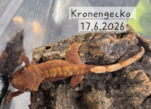 Kronengeckos( Correlophus ciliatus)0,0,5 