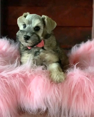 12 Wochen alte, AKC-registrierte Schnauzerwelpen zu verkaufen