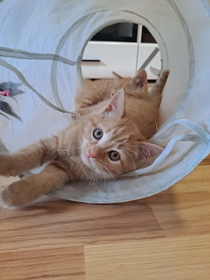 Maine Coon Mix Kitten suchen ein liebevolles Zuhause 