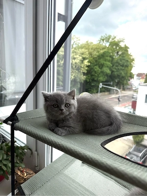BKH-Kitten Blue Bild 2