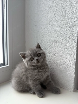 BKH-Kitten Blue Bild 4
