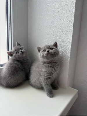 BKH-Kitten Blue Bild 3