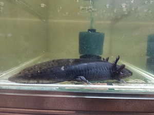 Axolotl, Melanoid mit Pigmenten