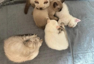    Liebevolle BKH-Kitten suchen ein neues Zuhause