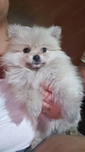 pomeranian 