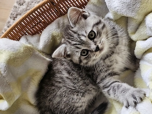 Bkh kitten 