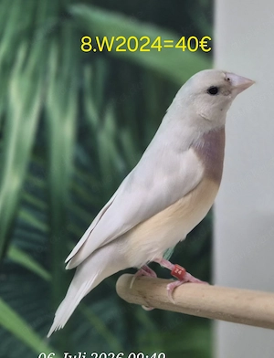 Gouldamadine