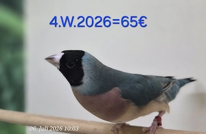 Gouldamadine