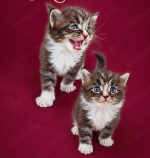 Reinrassige Maine Coon Kitten 