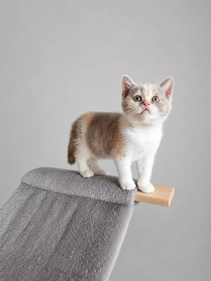 Britisch Kurzhaar Kitten lilac tortie white Mädchen