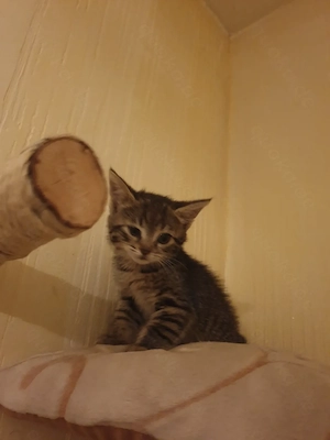 Babykatzen