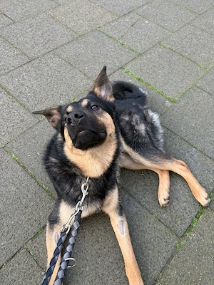 Akari sucht ein neues Zuhause 