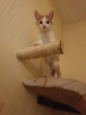 Babykatzen