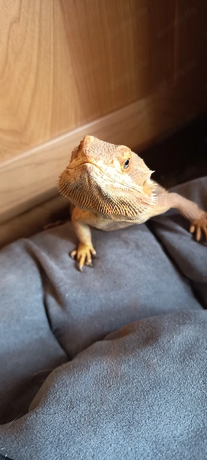 Bartagamen Weibchen 2 Jahre 