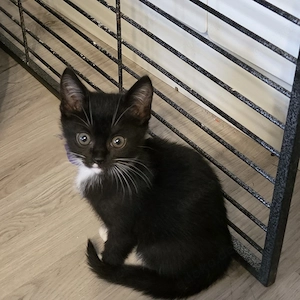 Süsse Kitten 