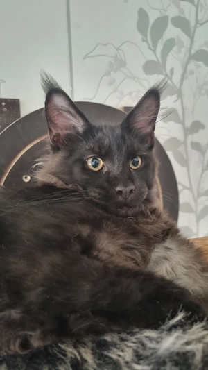 Alastor mit Stammbaum 