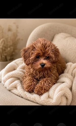  Cavapoo welpen
