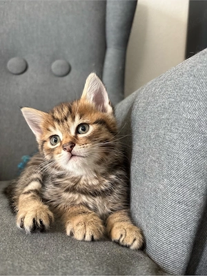 Kitten zu vermitteln