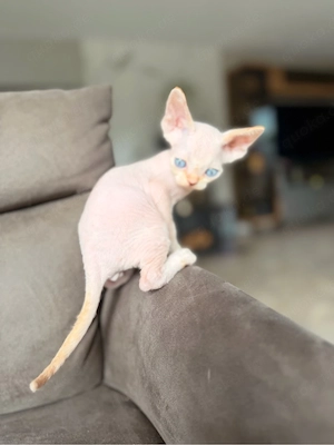 Devon Rex Kitten Katze geimft gechippt Stammbaum  Bild 5