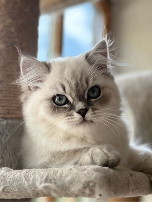 Britisch Langhaar Kater