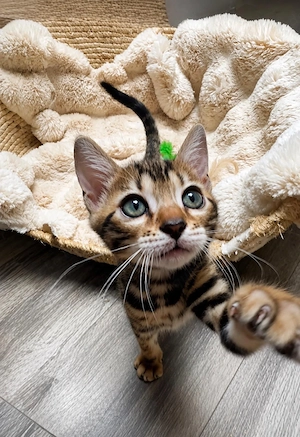 Zauberhafte Bengal kitten aus liebevoller Zucht