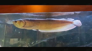 Arowana   Fische   Aquarium 