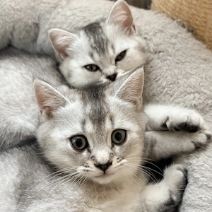 Britisch Kurzhaar Kitten suchen ein liebevolles Zuhause