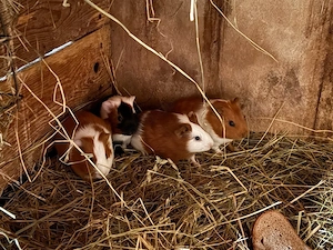 Meerschweinchen