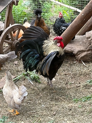 Zwerghahn 