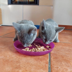 Wegen Allergie 2 junge Russisch Blau Kater abzugeben!!!