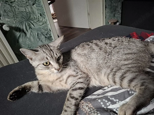 3 jährige katze