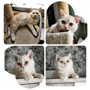 Die kleinen Kater sind so süß und niedlich 