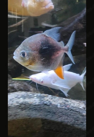 Blackberry Scheibensalmler   Fische   Aquarium 