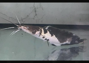 Froschwels   Fische   Aquarium 