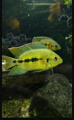 Marienbuntbarsche   Fische   Aquarium 
