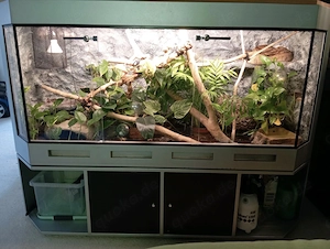 Terrarium XXL 160*60*60cm inkl Rückwand und Unterschrank