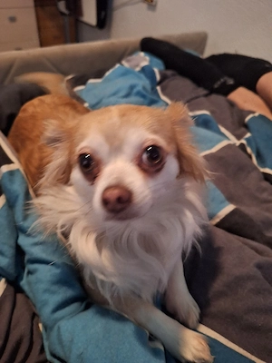 Chihuahua Mädels 