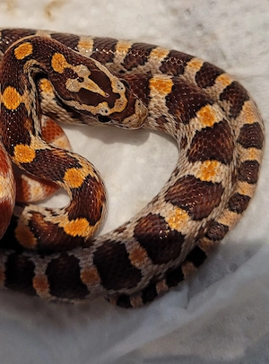 Caramel Kornnatter Baby Nr.1   Starke Farbe & sehr guter Fresser   Nur Abholung