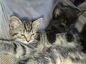 Maine Coon Mix Kitten 