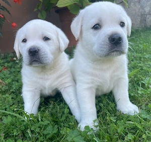 Labrador Welpen weiss 