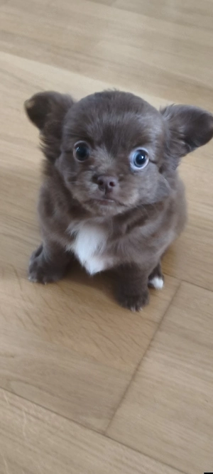 langhaarige Chihuahua Welpen