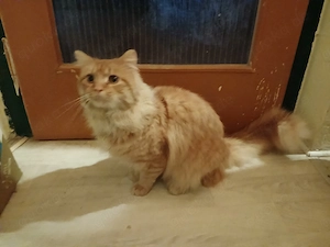    Odin sucht sein Herzenszuhause   